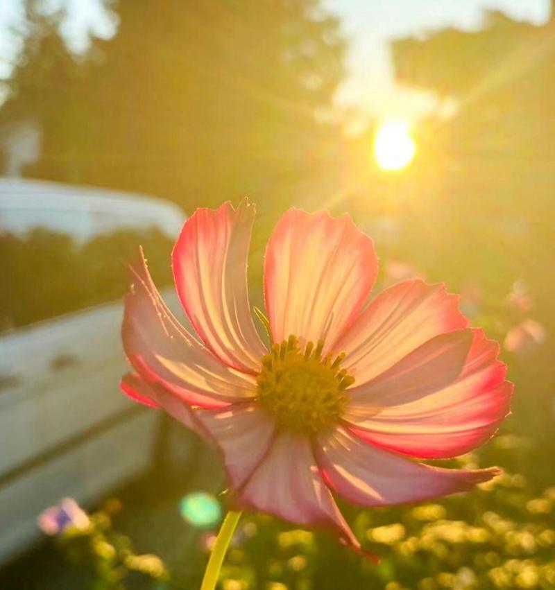 向上花语的花朵有哪些？