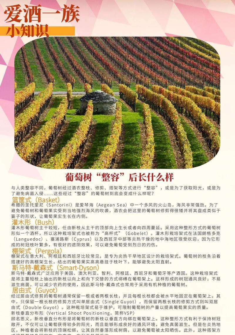 葡萄树种植的步骤是什么？如何确保葡萄树的高产？