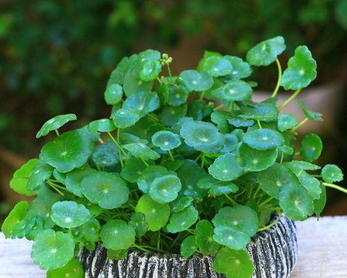 哪些植物适合水养？水养植物的护理要点是什么？
