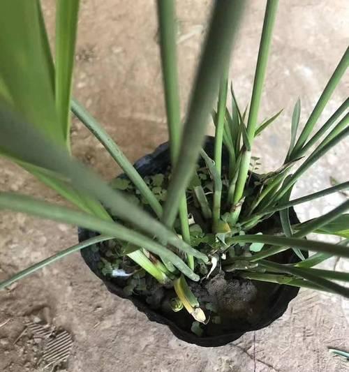 哪些植物适合水养？水养植物的护理要点是什么？