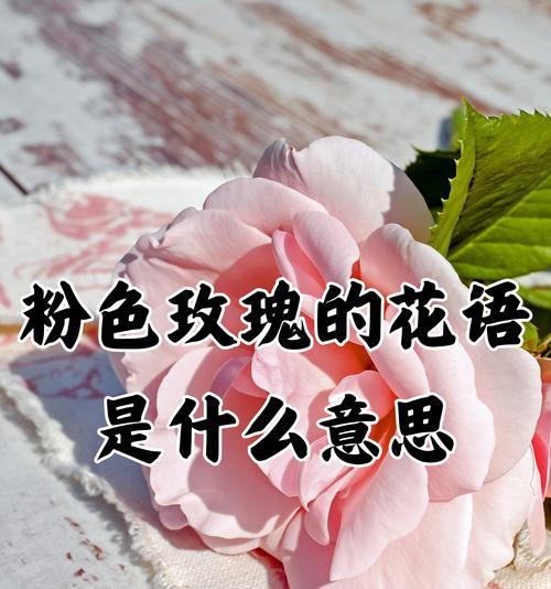 幽梦玫瑰代表了什么？花语有何深意？