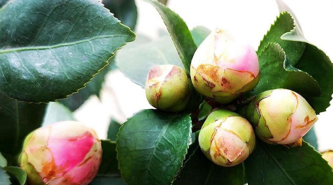 茶花为什么会掉叶子？茶花落叶的原因是什么？