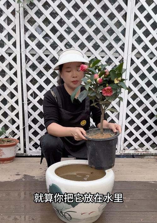 茶花为什么会掉叶子？茶花落叶的原因是什么？
