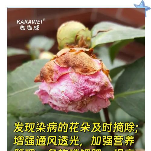 茶花为什么会掉叶子？茶花落叶的原因是什么？