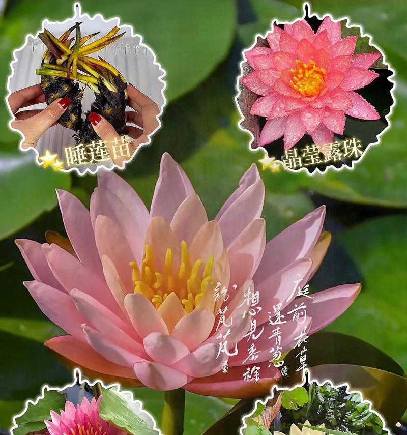 睡莲种植需要注意什么？如何保证睡莲的健康生长？