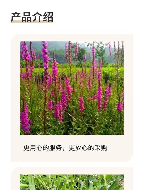 千屈菜的种植步骤和技巧是什么？