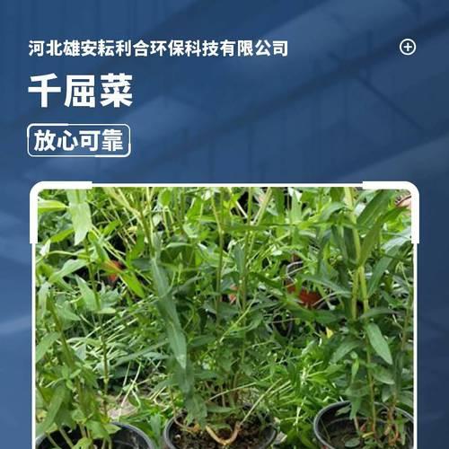 千屈菜的种植步骤和技巧是什么？