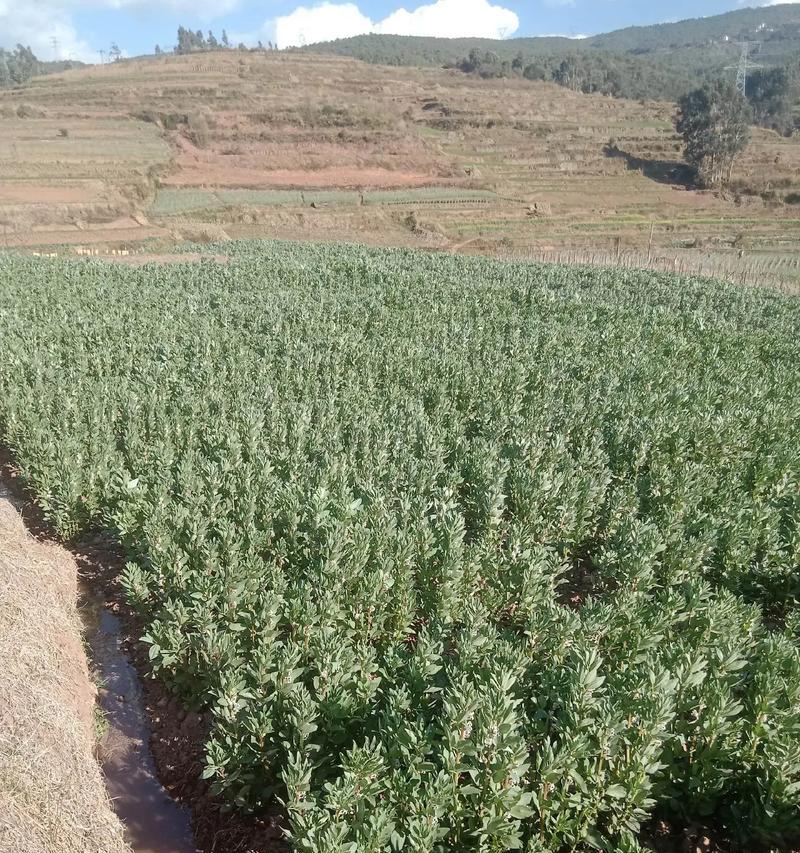 蚕豆小苗多久浇水一次？如何判断浇水时机？