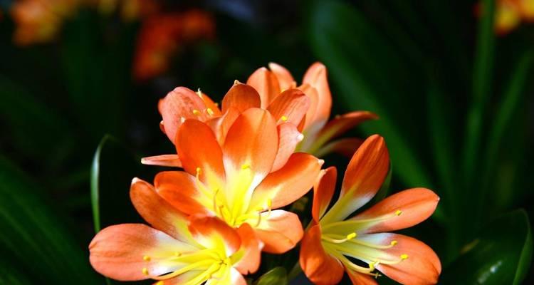 冬天有哪些花可以种植？它们的特点是什么？