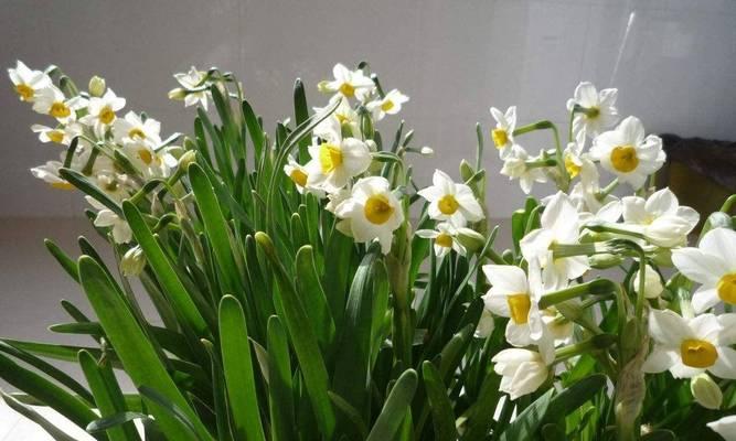 冬天有哪些花可以种植？它们的特点是什么？