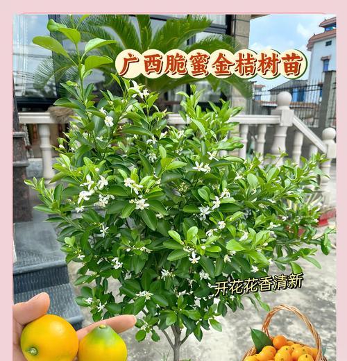 金桔的花语有何特别之处？如何养护金桔盆栽？