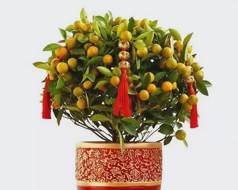 金桔的花语有何特别之处？如何养护金桔盆栽？