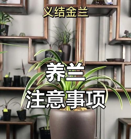 兰花种植的步骤和技巧是什么？