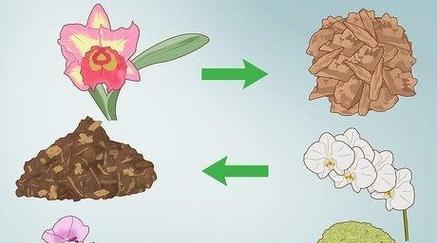 兰花种植的步骤和技巧是什么？