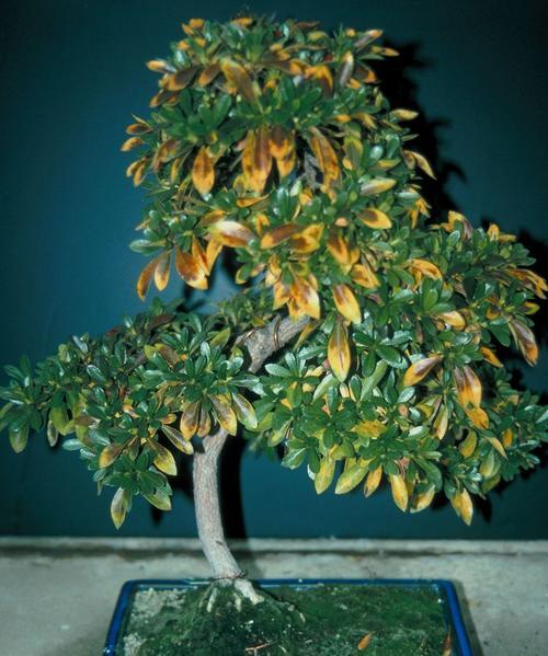 桂花语通常用来形容哪种植物或动物？