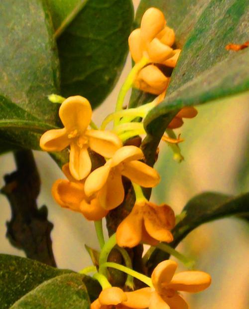 桂花语通常用来形容哪种植物或动物？