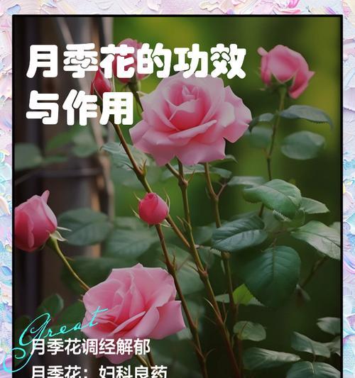 月季花束中十三朵代表什么？