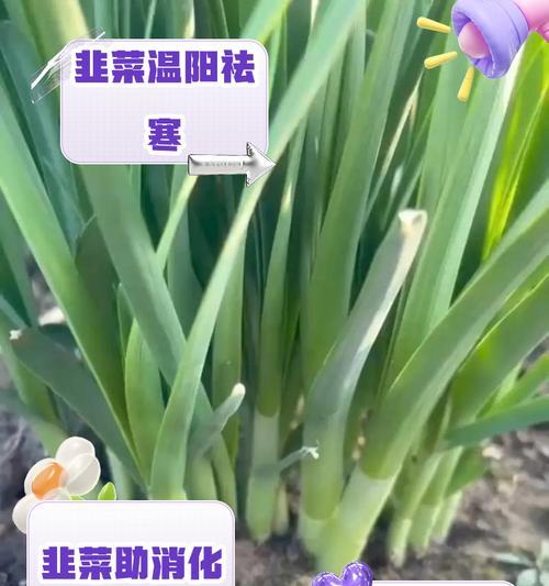 盆栽韭菜冬季需要浇水吗？如何正确管理水分？