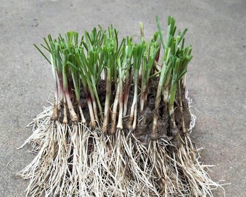 盆栽韭菜冬季需要浇水吗？如何正确管理水分？