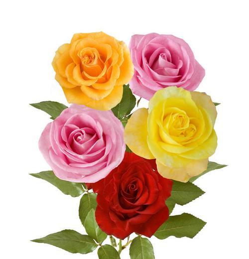 月季花束中十三朵代表什么？