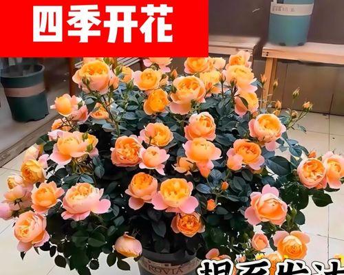 月季花束中十三朵代表什么？