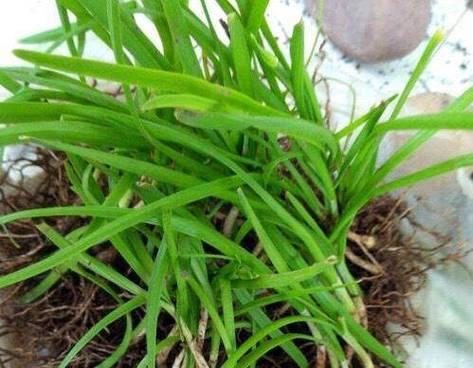 盆栽韭菜冬季需要浇水吗？如何正确管理水分？