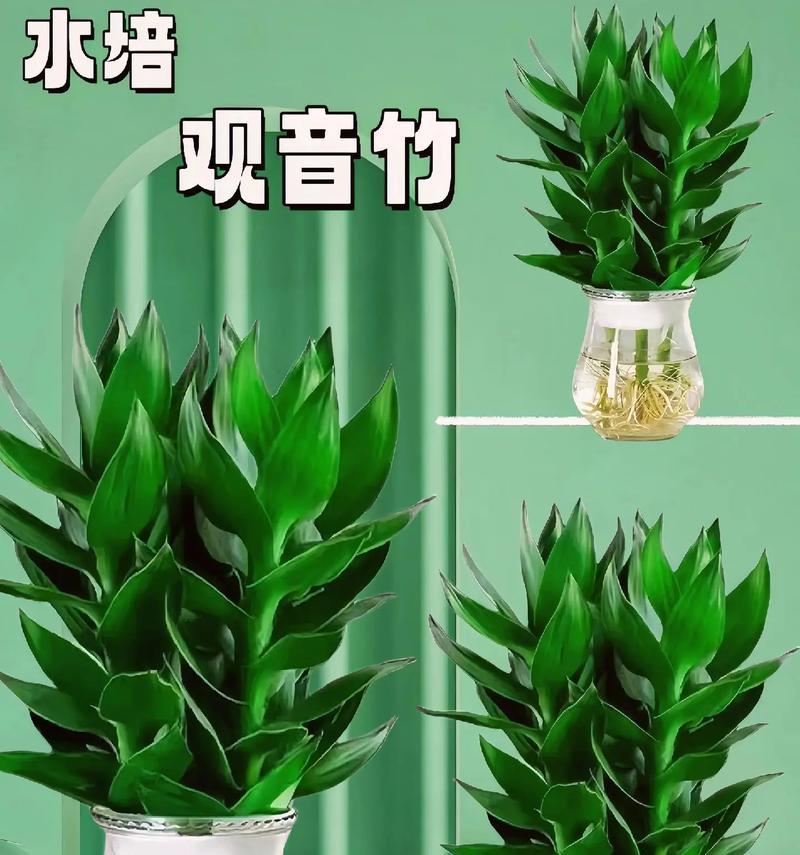 带根富贵竹的养护要点是什么？如何保持其翠绿？