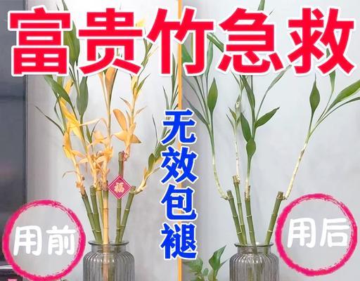 带根富贵竹的养护要点是什么？如何保持其翠绿？