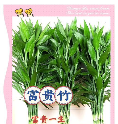 带根富贵竹的养护要点是什么？如何保持其翠绿？