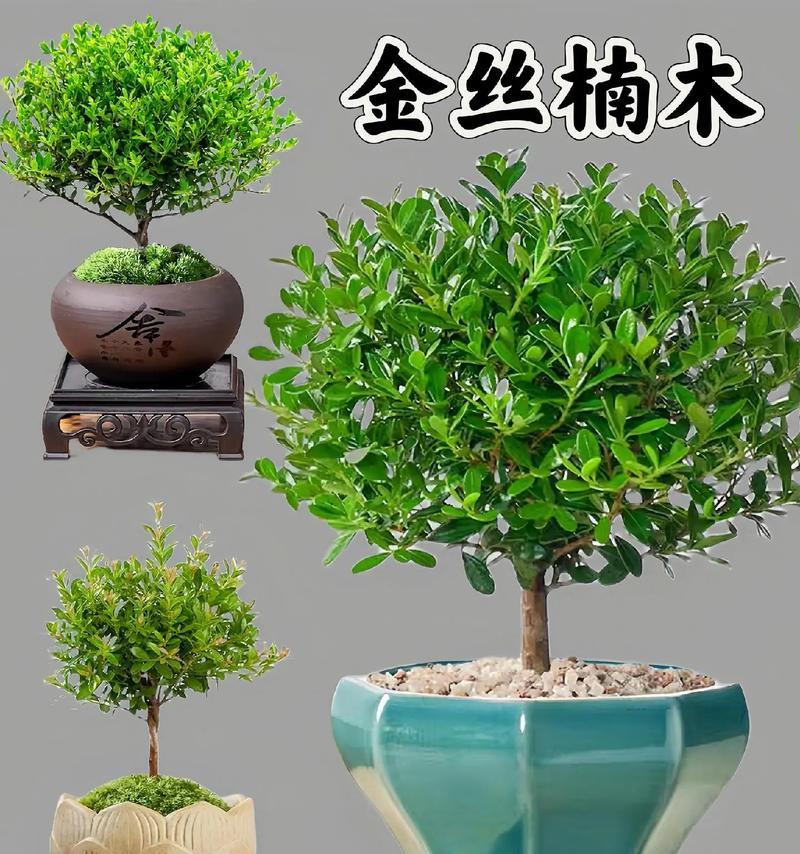 赤楠的养护方法？赤楠植物如何正确养护？
