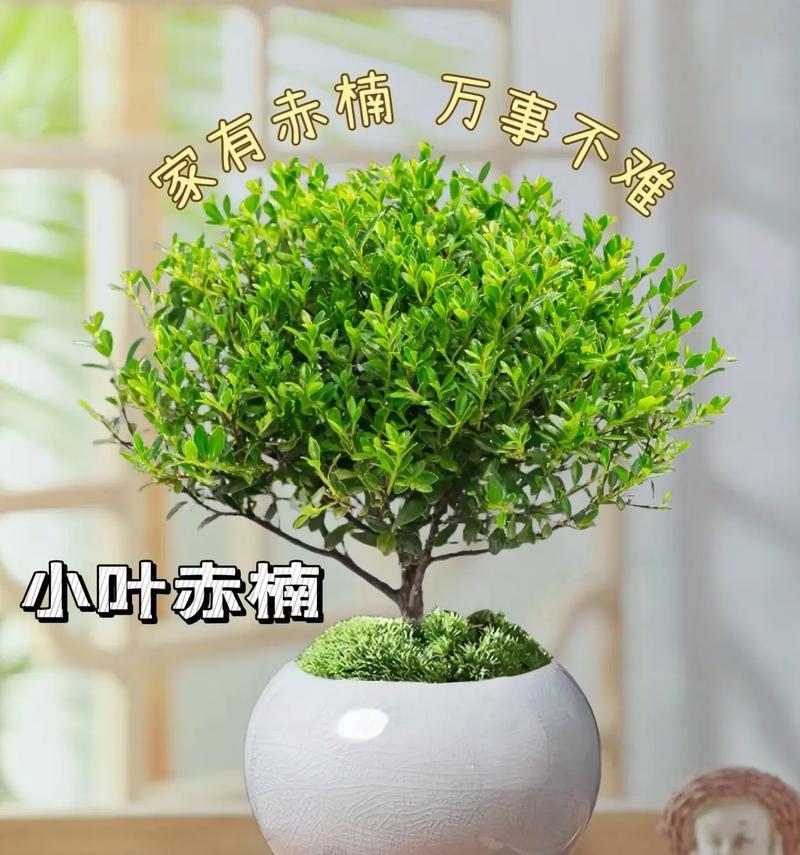 赤楠的养护方法？赤楠植物如何正确养护？