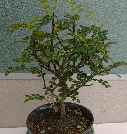 赤楠的养护方法？赤楠植物如何正确养护？