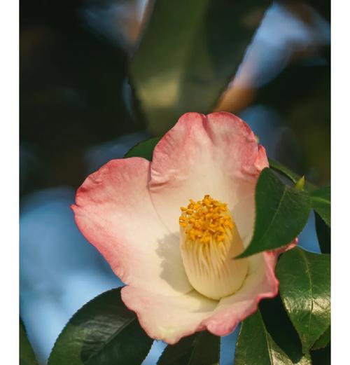 马到成功的花语通常与哪种花相关？