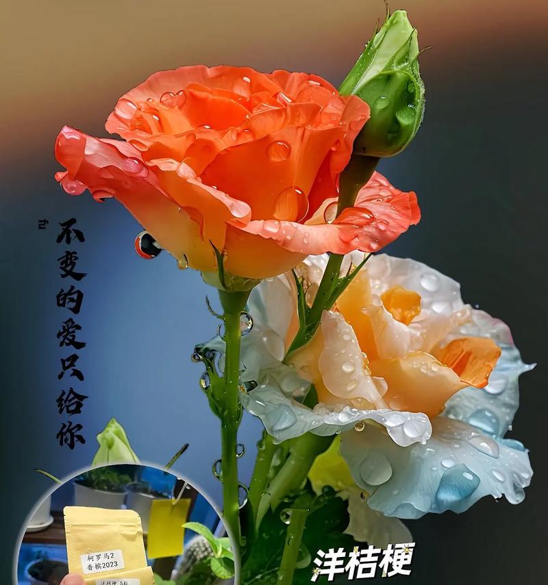 火影玫瑰的花语代表什么？