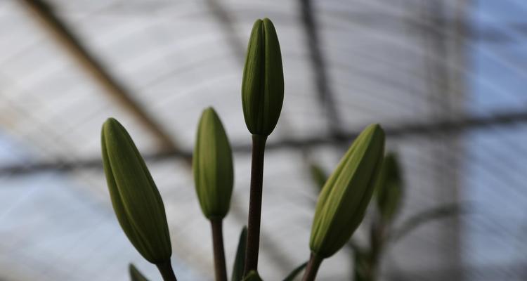 百合花的繁殖方法有哪些？如何进行分株繁殖？