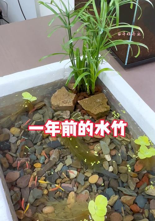 水竹如何养？水竹的日常护理技巧是什么？