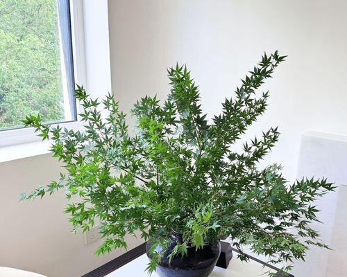 插花配草的作用是什么？如何选择合适的配草进行花艺创作？