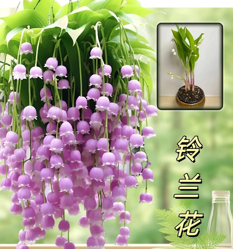 女生喜欢哪种花语？哪种花的香味最能代表女生？