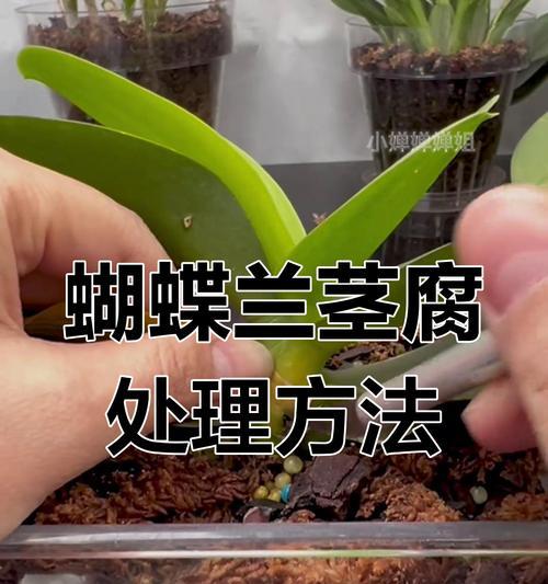 蝴蝶兰花后管理的要点是什么？如何确保其健康生长？