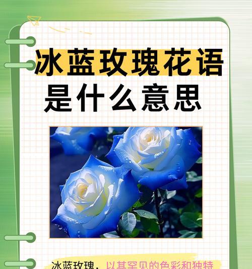 小玫瑰带刺的花语是什么？小玫瑰的寓意有何深意？