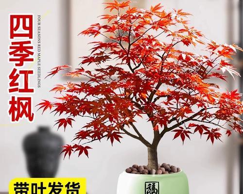 红枫盆景修剪方法是什么？修剪后如何护理？