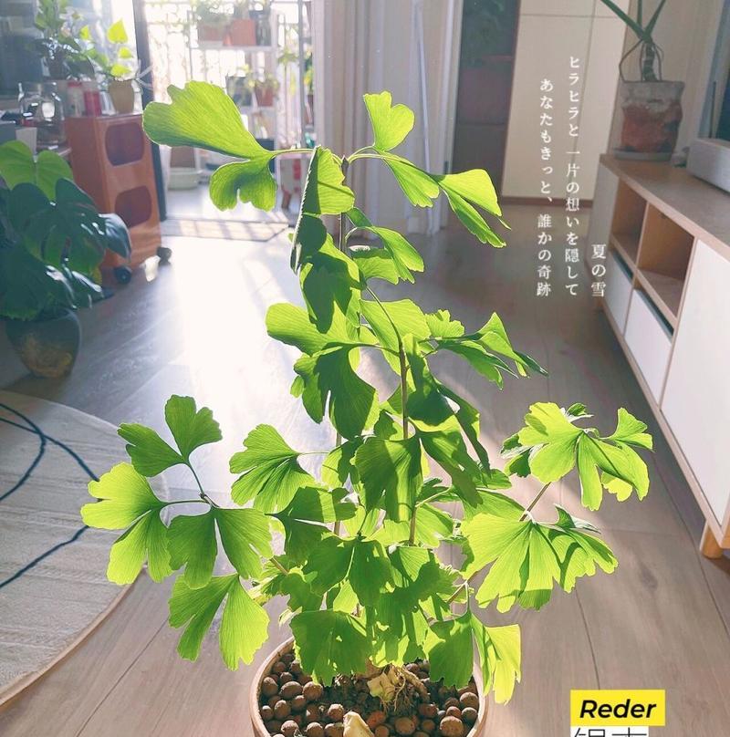 银杏树根盆景如何养护？怎样才能保持其美观？