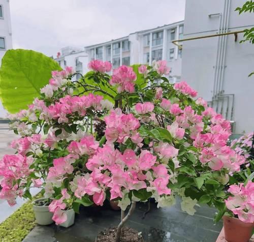 秋季的花有哪些？如何选择秋季开花植物？