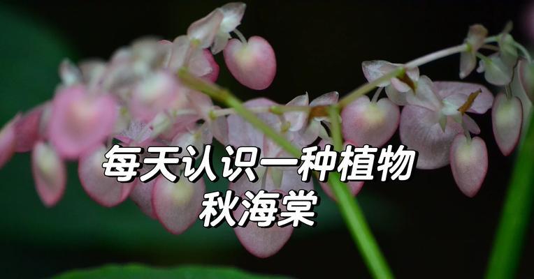 秋海棠繁殖的常用方法有哪些？哪种方法最简单有效？