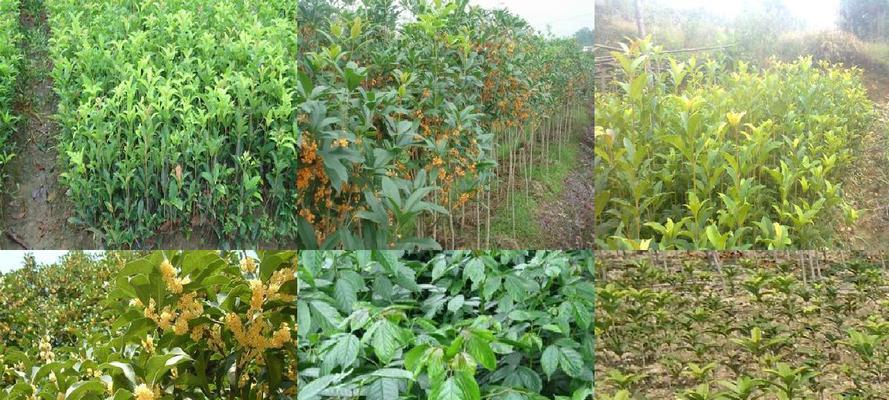 桂花分株的方法是什么？分株后如何管理？