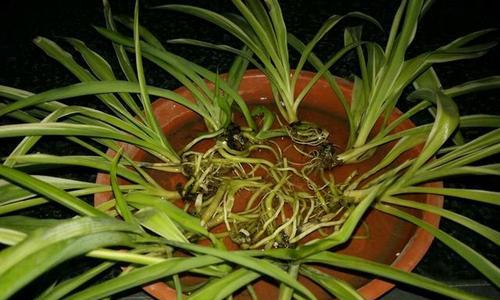 桂花分株的方法是什么？分株后如何管理？
