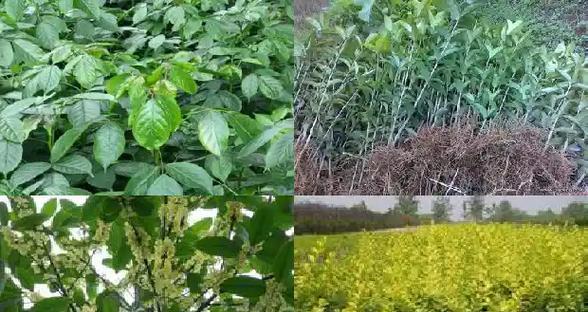 桂花分株的方法是什么？分株后如何管理？