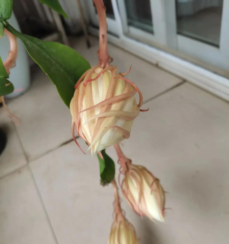 昙花的花语和寓意有何由来？