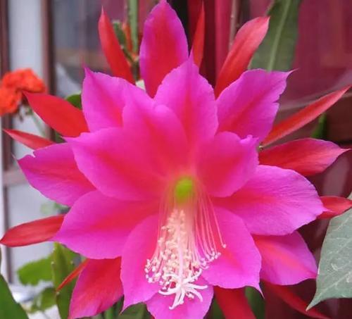 昙花的花语和寓意有何由来？