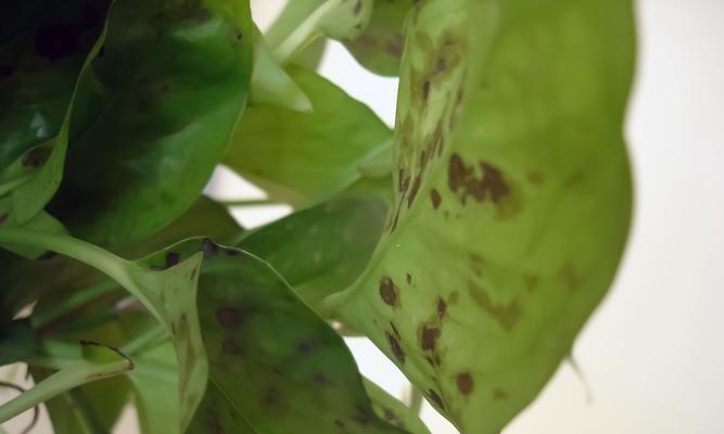 水培植物叶子发黄是什么原因？如何解决水培叶子发黄的问题？
